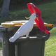 One of the trash-loving parrots at work in Sydney, Australia.